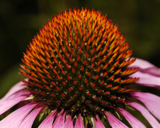 Macroworld
