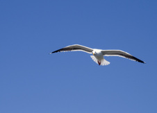 Enlarge photo 25