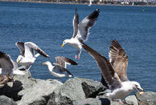 Enlarge photo 31