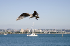 Enlarge photo 34