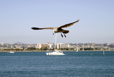 Enlarge photo 35