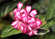 Enlarge photo 29
