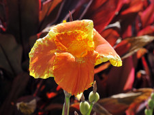 Enlarge photo 28