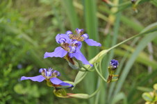 Enlarge photo 34