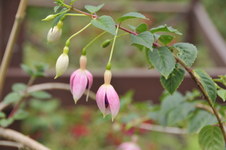 Enlarge photo 38