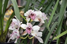 Enlarge photo 39
