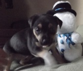 Puppies are coming!