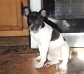 Puppies Available!