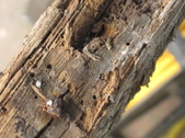 Enlarge photo 83