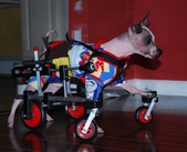 Boone and his new cart