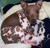 Our 2nd litter - Venie litter of 2007