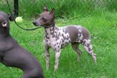 Venie's breeding - puppies HERE!