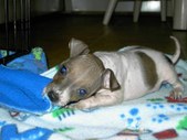 Getting ready to bring PUPPY home!