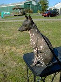 Vet care and medicine guide