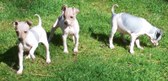 The Puppy's pages!