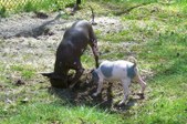 Enlarge photo 18