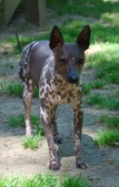 Male Pup #5 - Marc