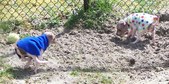Enlarge photo 10