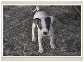 Puppy 2 - Sawyer