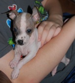 Puppy 3 - Boone