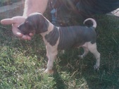 Puppy 4 - Eko