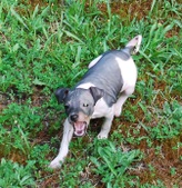 Puppy 5 - Claire