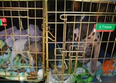 Enlarge photo 4