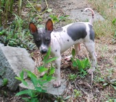 Puppy 7 - Kate