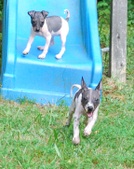 The LOST Litter Individual Puppy Pages!!