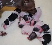 Our 4th litter, born 5/15/10!