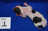 Enlarge photo 4