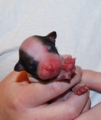 Enlarge photo 9
