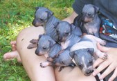 Past Litters