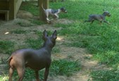 Jessie pups group shots