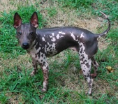 Pup #4 - Thor