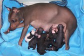 Our First Litter of Puppies
