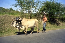 Enlarge photo 226