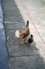 Enlarge photo 159