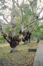 Enlarge photo 111