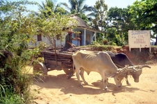 Enlarge photo 259