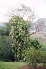 Enlarge photo 164