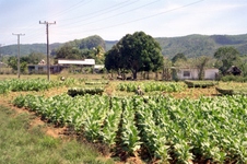 Enlarge photo 236