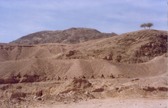Eilat - Camel Ride