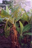 Enlarge photo 87