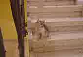 Enlarge MPEG 8