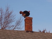 Enlarge photo 13