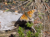 Enlarge photo 47