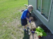 Kenny & Nick Planting Hostas
