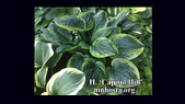 Mn Hosta Society