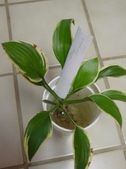 Enlarge photo 3